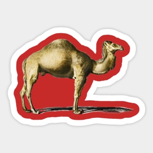 Vintage camel-animilia Sticker